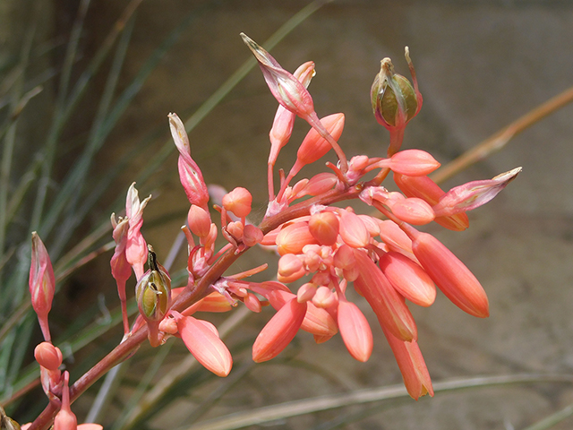 Hesperaloe parviflora (Red yucca) #88284