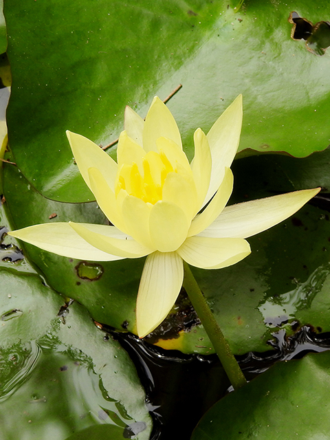 Nymphaea mexicana (Yellow waterlily) #88329