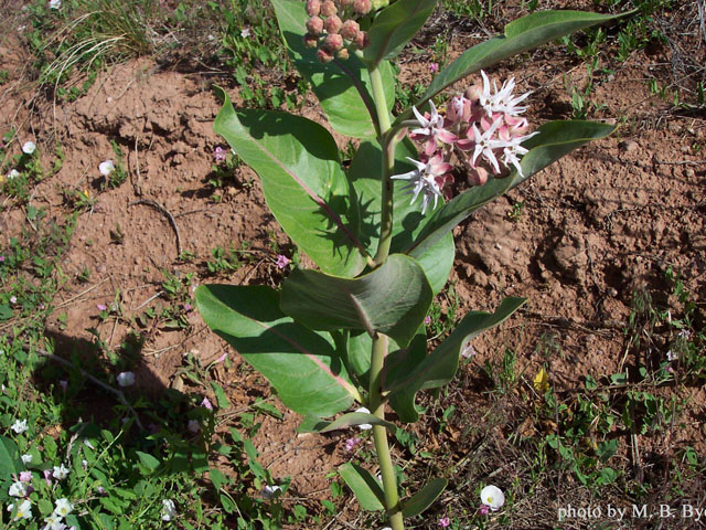Asclepias speciosa (Showy milkweed) #19469