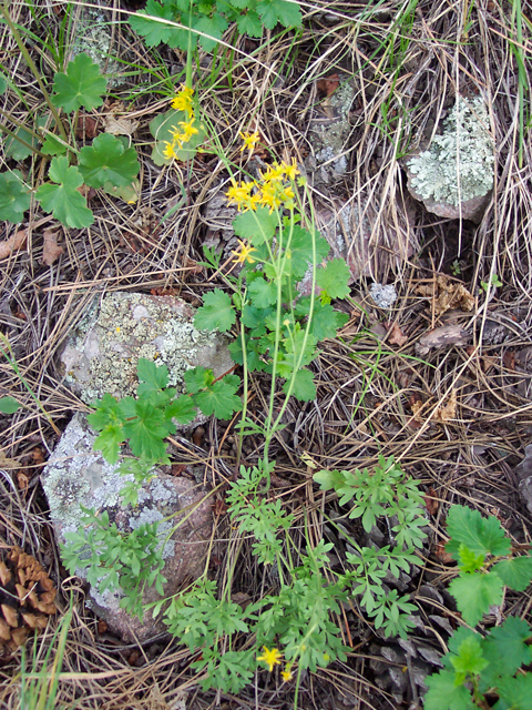 Ranunculus ranunculinus (Tadpole buttercup) #19528