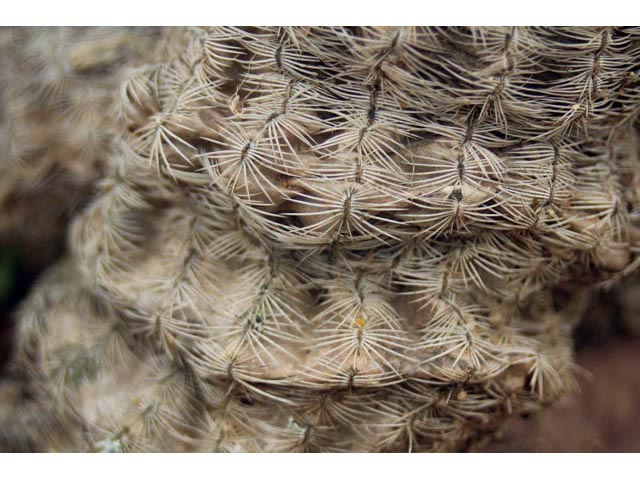 Echinocereus reichenbachii ssp. reichenbachii (Lace hedgehog cactus) #59603
