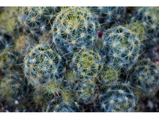 Mammillaria prolifera (Texas nipple cactus) #59650