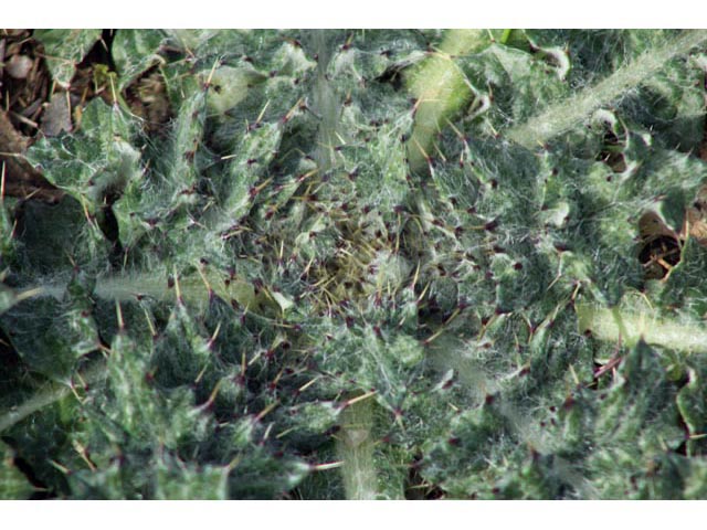 Cirsium texanum (Texas thistle) #59656