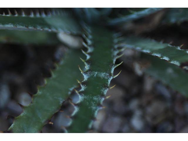 Hechtia texensis (Texas false agave) #59692