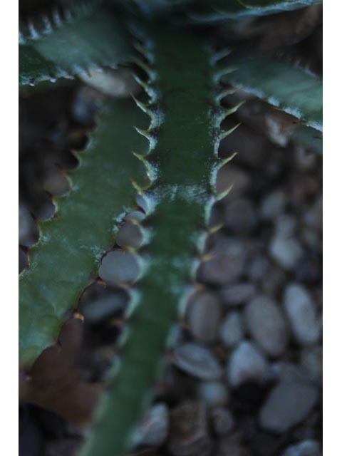 Hechtia texensis (Texas false agave) #59693