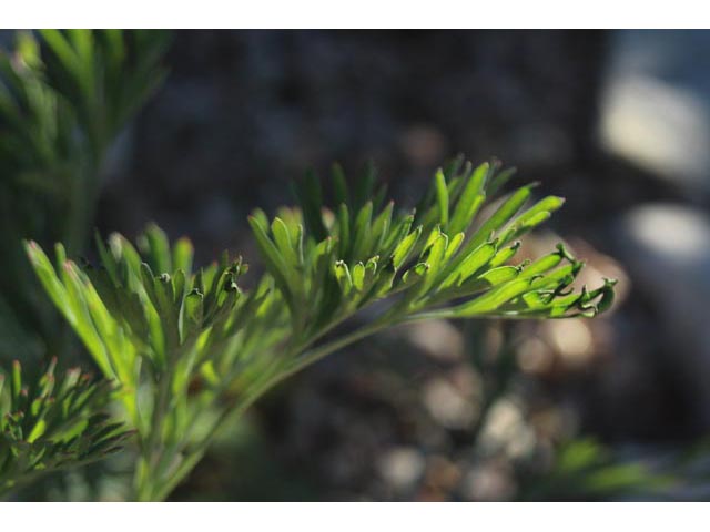 Eschscholzia californica (California poppy) #59695