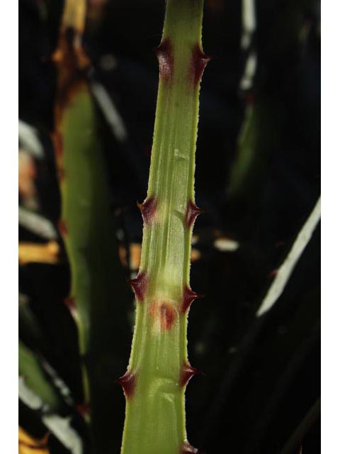 Hechtia texensis (Texas false agave) #59703