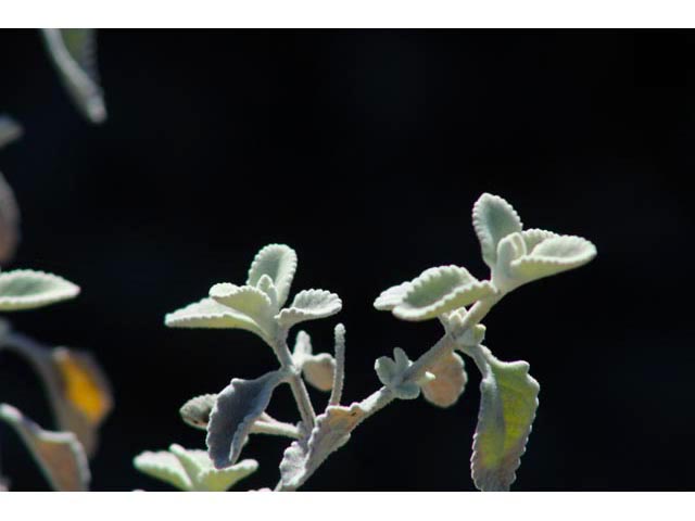 Buddleja marrubiifolia (Woolly butterflybush) #59724