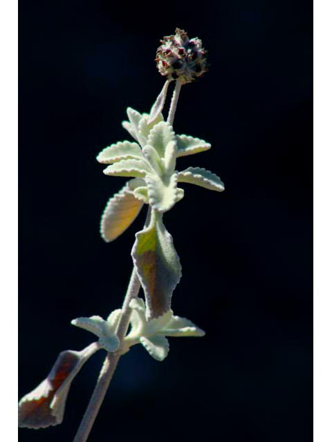 Buddleja marrubiifolia (Woolly butterflybush) #59725