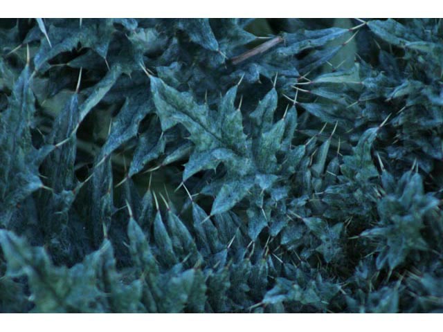 Cirsium texanum (Texas thistle) #59784