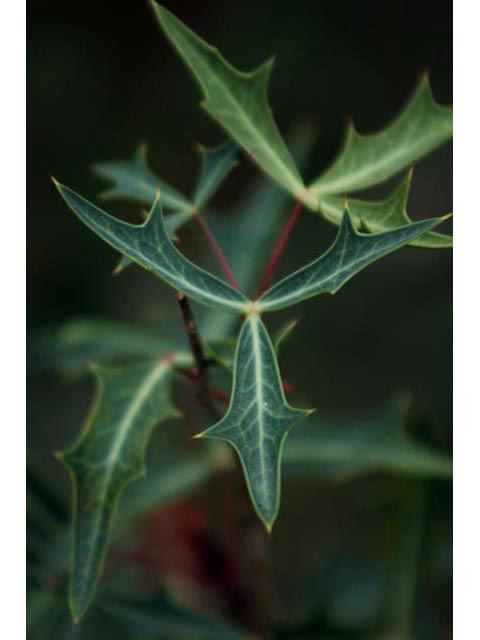 Mahonia trifoliolata (Agarita) #59795