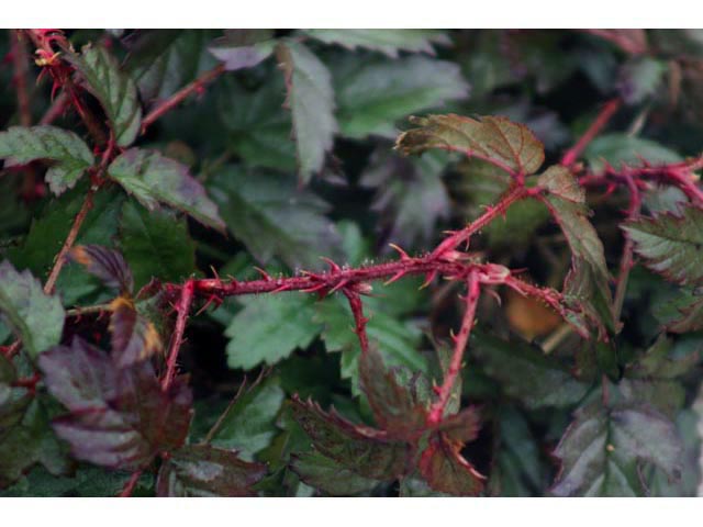Rubus trivialis (Southern dewberry) #59800