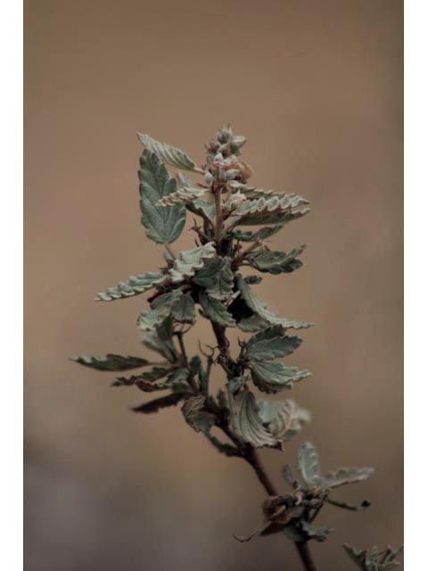 Melochia tomentosa (Pyramid bush) #59807