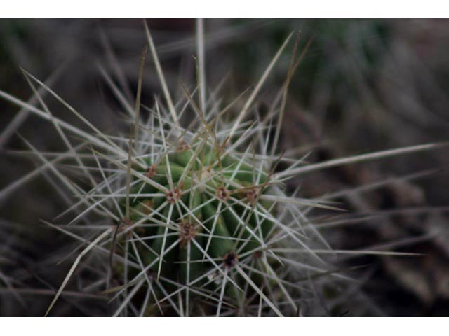 Echinocereus stramineus (Strawberry hedgehog cactus) #59811