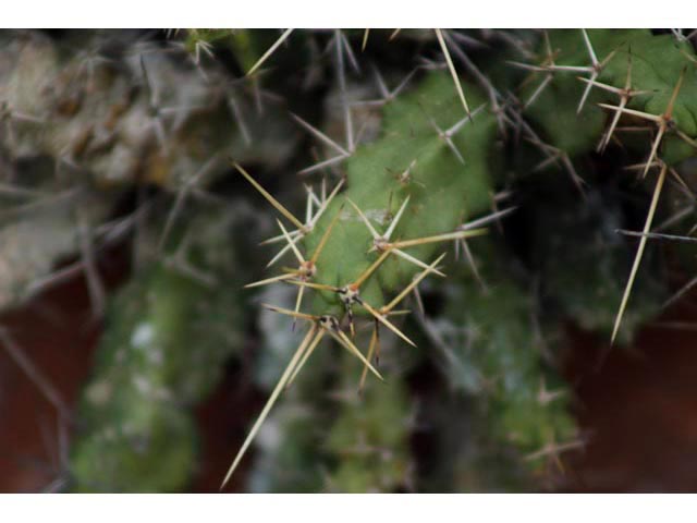 Echinocereus pentalophus (Ladyfinger cactus) #59815