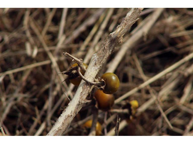 Solanum elaeagnifolium (Silverleaf nightshade) #59829