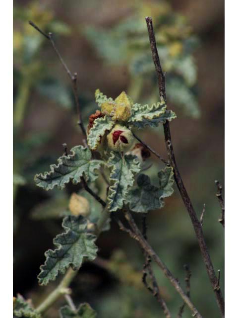 Sphaeralcea incana (Gray globemallow) #59853