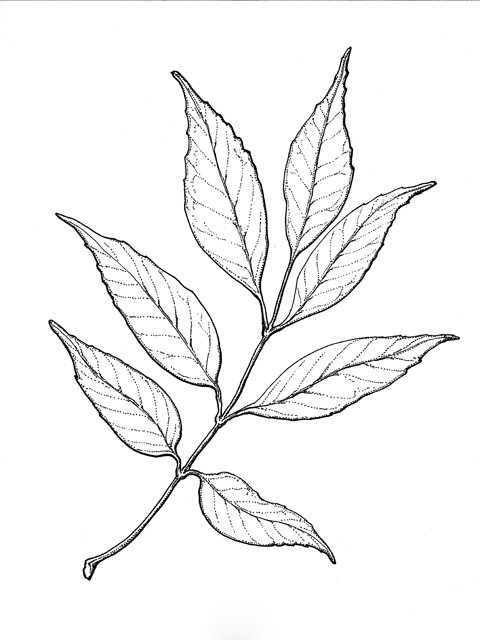 Fraxinus berlandieriana (Mexican ash) #33917