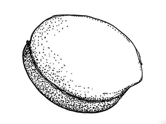 Prunus minutiflora (Texas almond) #33951