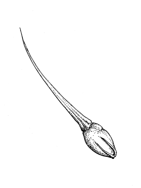 Rhynchospora corniculata (Shortbristle horned beaksedge) #33953