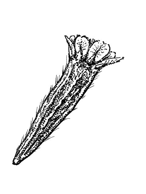 Palafoxia callosa (Small palafox) #33982