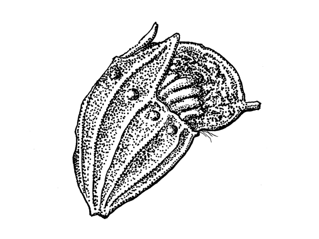 Dalea multiflora (Roundhead prairie clover) #33998