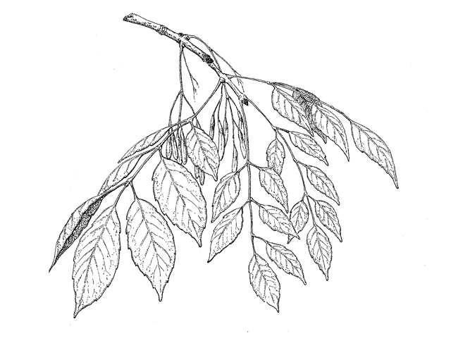 Fraxinus berlandieriana (Mexican ash) #43157