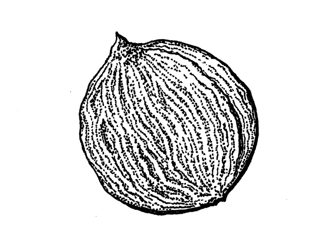 Karwinskia humboldtiana (Coyotillo) #43163