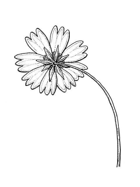 Amblyolepis setigera (Huisache daisy) #60232