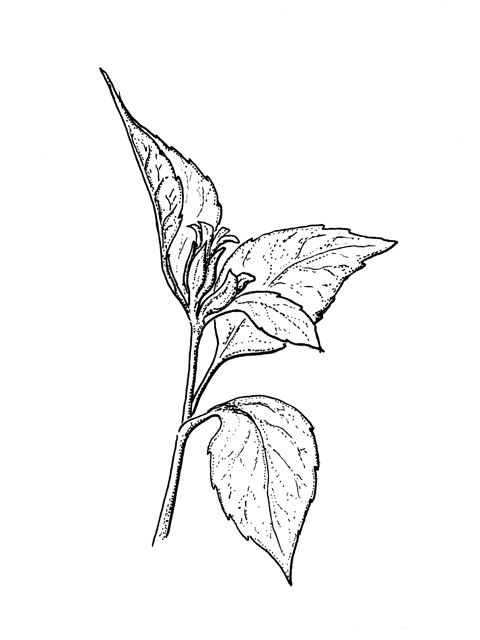 Calyptocarpus vialis (Horseherb) #60241