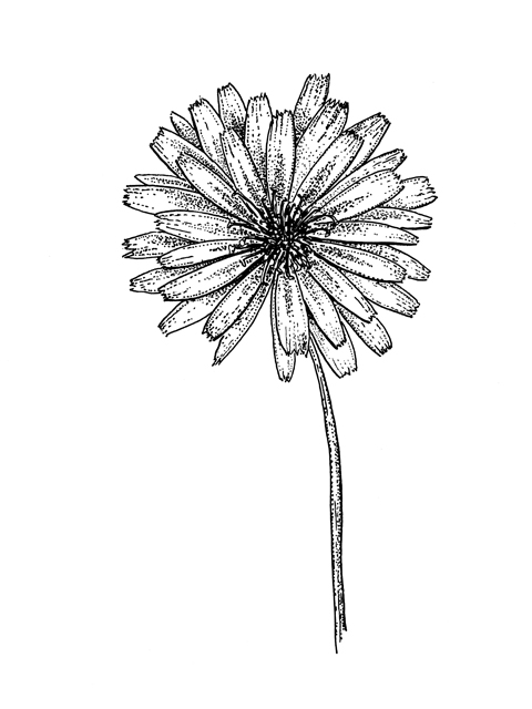 Pyrrhopappus pauciflorus (Smallflower desert-chicory) #60274