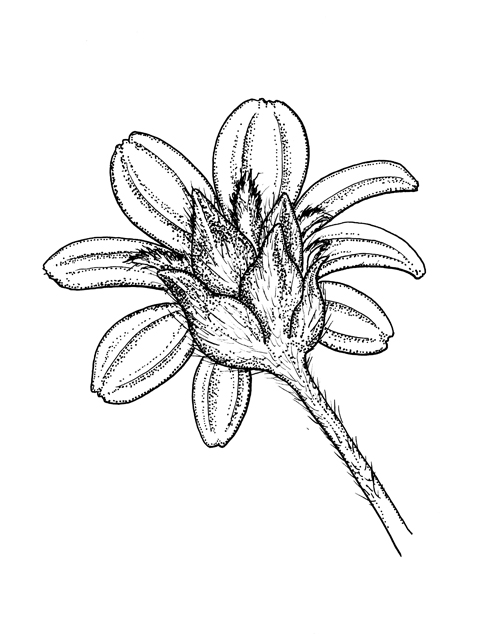 Wedelia acapulcensis var. hispida (Zexmenia) #60294