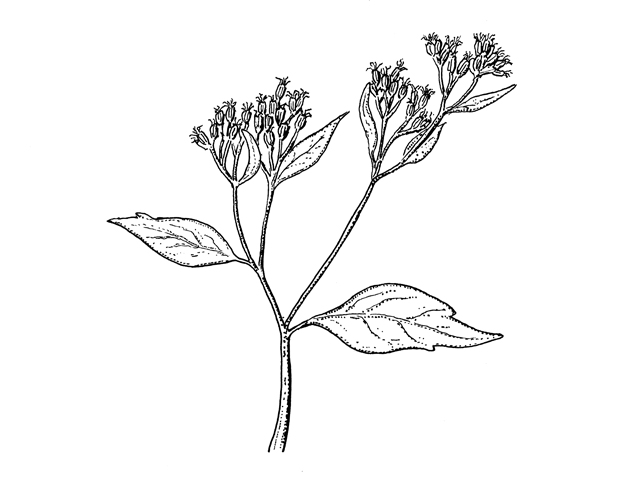 Ageratina altissima var. altissima (White snakeroot) #60296