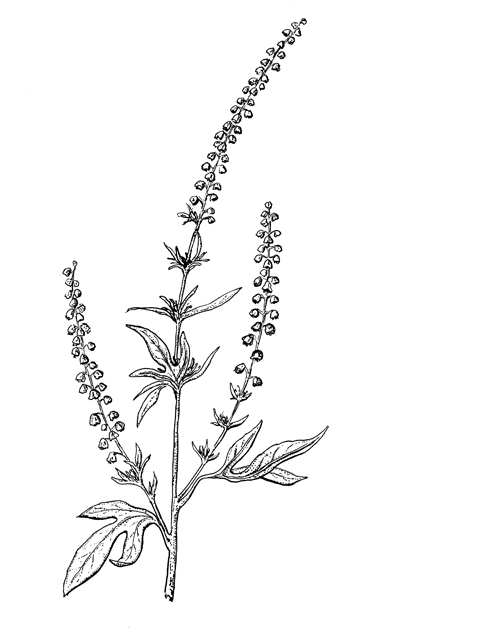 Ambrosia trifida var. texana (Texan great ragweed) #60298
