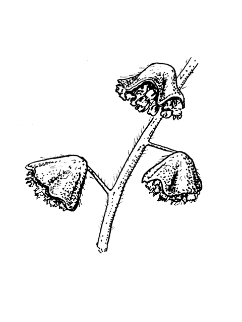 Ambrosia trifida var. texana (Texan great ragweed) #60299