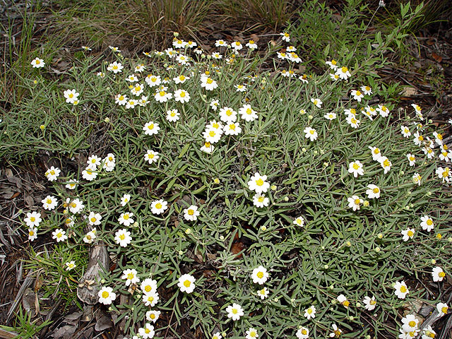 Melampodium leucanthum (Blackfoot daisy) #14653