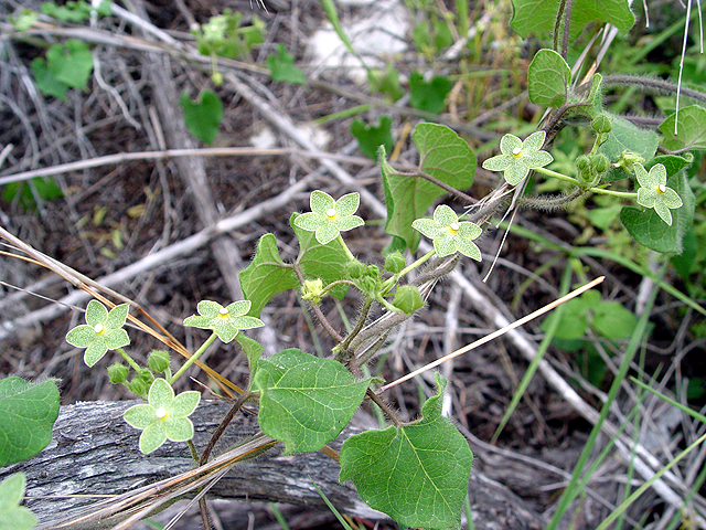 Matelea reticulata (Pearl milkweed vine) #14679