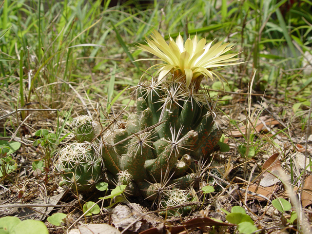 Coryphantha sulcata (Pineapple cactus) #14755