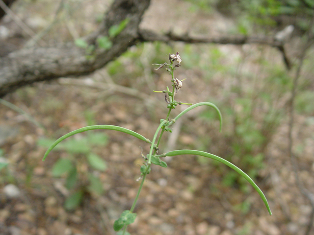 Streptanthus bracteatus (Bracted twistflower) #14782