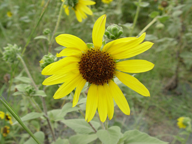Helianthus annuus (Common sunflower) #14783