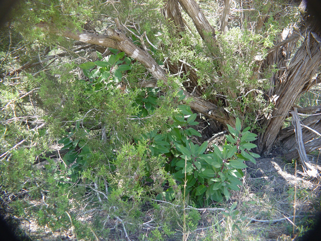 Arbutus xalapensis (Texas madrone) #14794