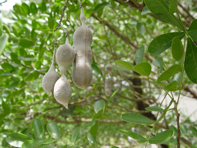 Sophora secundiflora (Texas mountain laurel) #14847