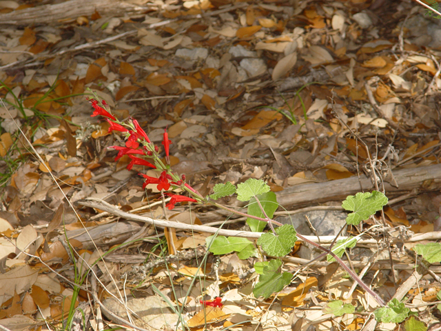 Salvia roemeriana (Cedar sage) #14872