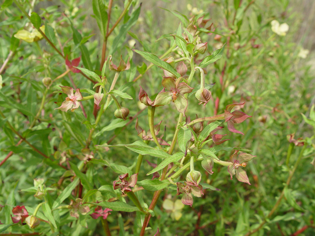 Ludwigia octovalvis (Mexican primrose-willow) #14893