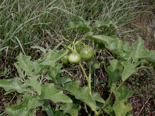 Solanum dimidiatum (Western horsenettle) #14952