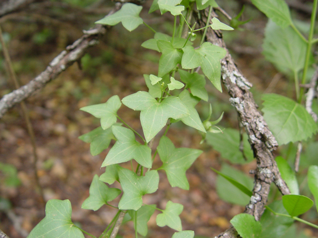 Maurandella antirrhiniflora (Snapdragon vine ) #14958