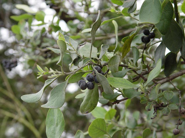 Garrya ovata ssp. lindheimeri (Lindheimer's silktassel) #14973