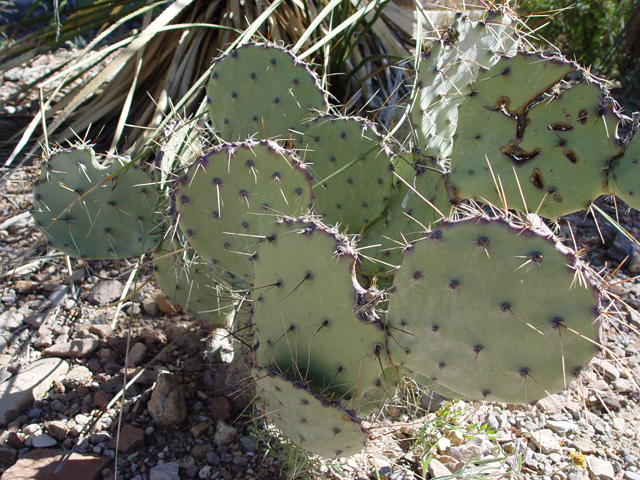 Opuntia spinosibacca (Spiny fruit prickly pear) #16941