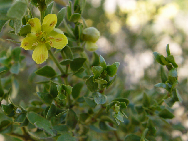Larrea tridentata (Creosote bush) #16964