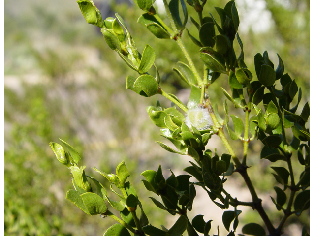 Larrea tridentata (Creosote bush) #16965